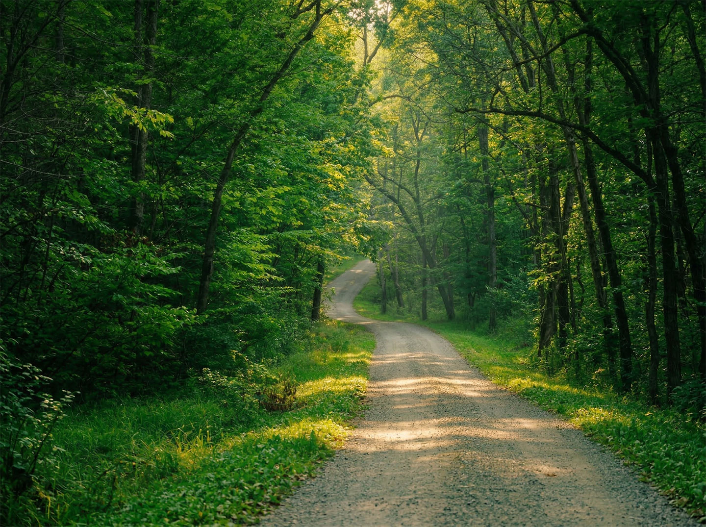 Wooded driveway approach